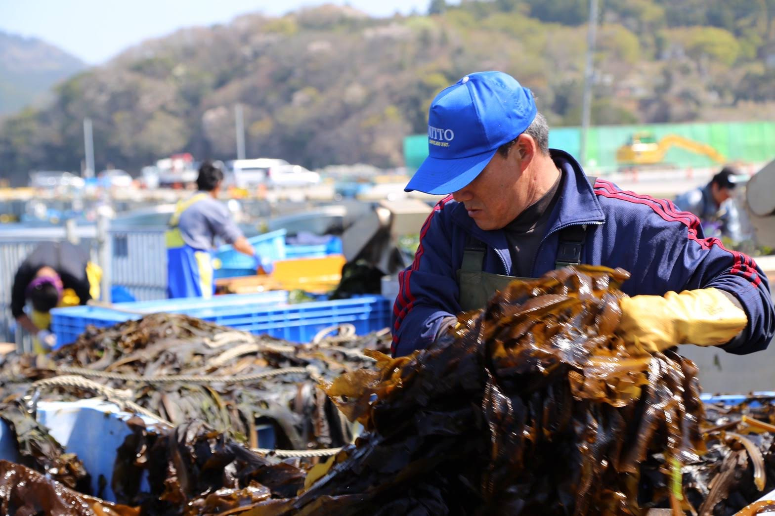 【宮城/アルバイト/漁師】期間限定のワカメ漁師短期アルバイト募集