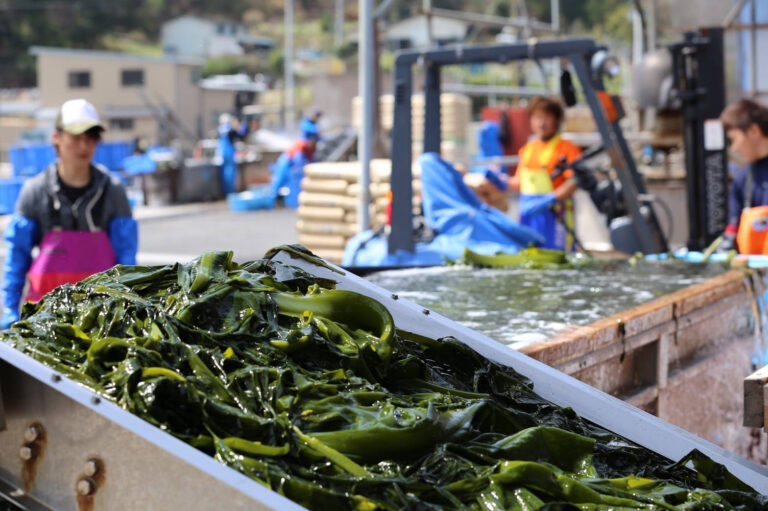 【参加費無料／春休み限定】漁師の仕事を知る、2泊3日の漁業研修｜TRITON SCHOOL in 石巻＜ワカメ養殖編＞（3/12〜3/14）