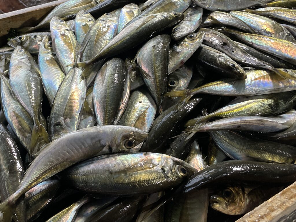 【高知県／定置網漁業／安田町大栄大敷組合】定置網漁業のオープニングスタッフ｜新しい定置網を１から作り上げるメンバーを募集します