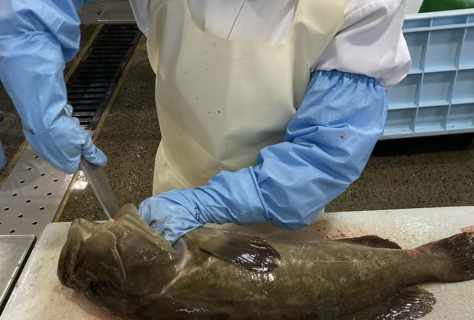 【長崎県／鮮魚の仕入れ担当スタッフ／株式会社アルカン】年間休日120日！釣り人に馴染みのある「高級魚」を扱う仕事です