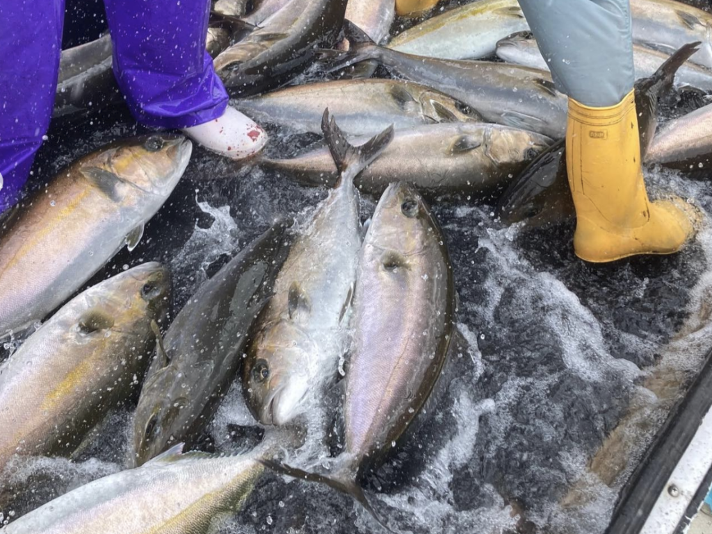 株式会社アスカ｜宮崎営業所／延岡市｜養殖現場スタッフ募集！活魚出荷補助＆自社養殖場での生産管理をおまかせします